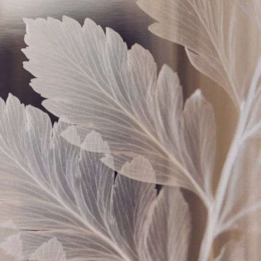 Plante immergée - Fougère cuir blanche