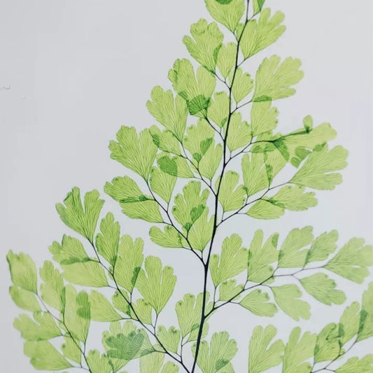 Plante immergée - Fougère Luthi verte