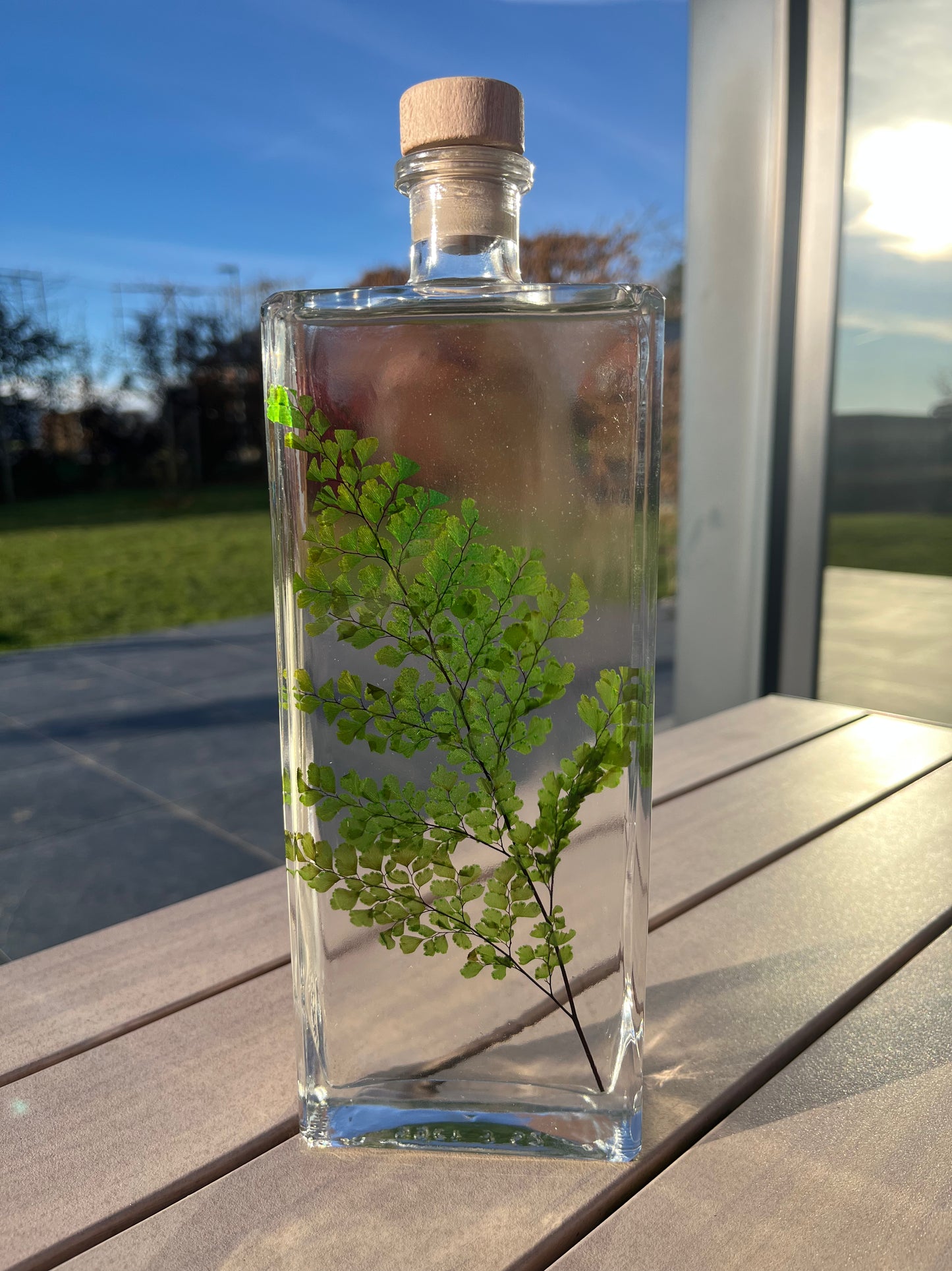 Plante immergée - Fougère Luthi verte