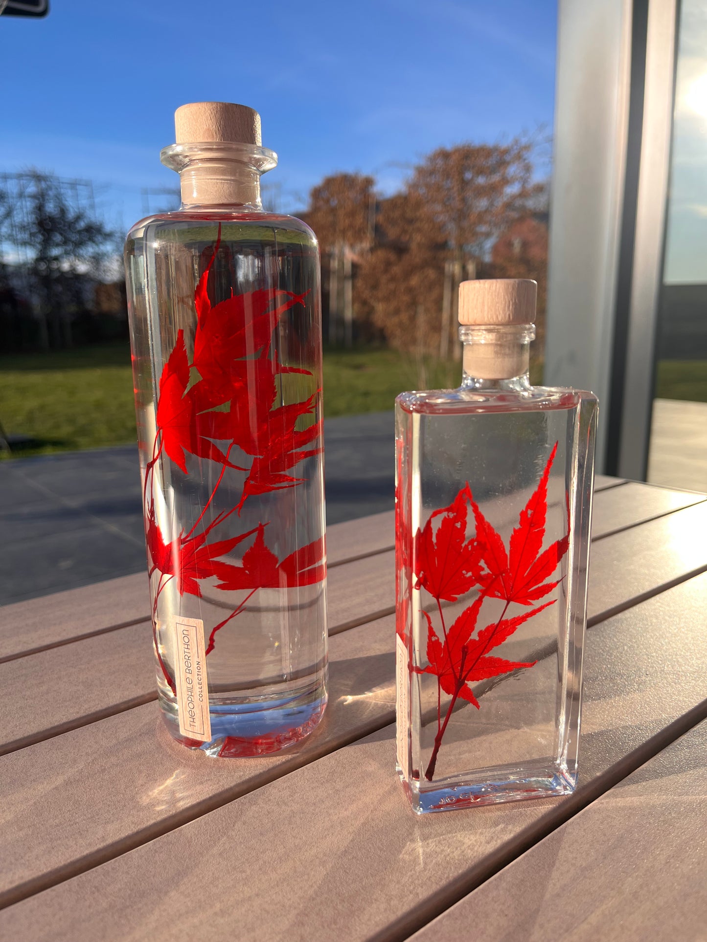 Plante immergée - Erable rouge