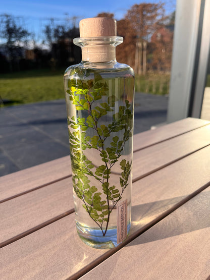 Plante immergée - Fougère Luthi verte