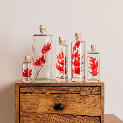 Plante immergée - Erable rouge