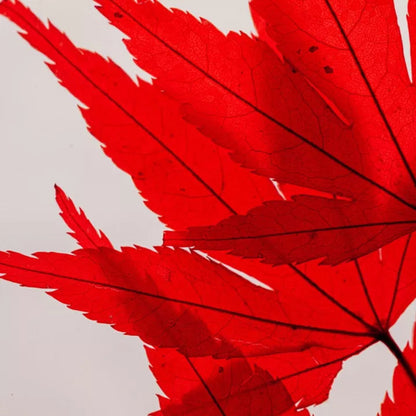 Plante immergée - Erable rouge