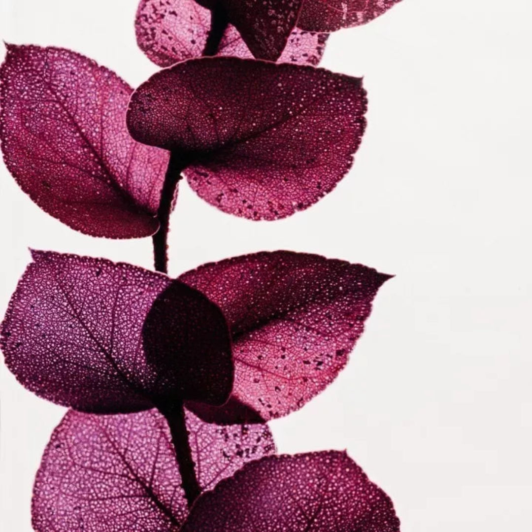 Plante immergée - Eucalyptus violet