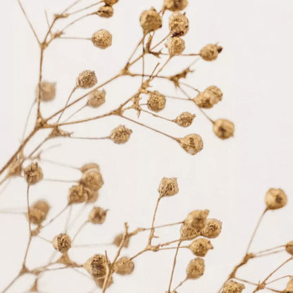 Plante immergée - Gypsophile Or