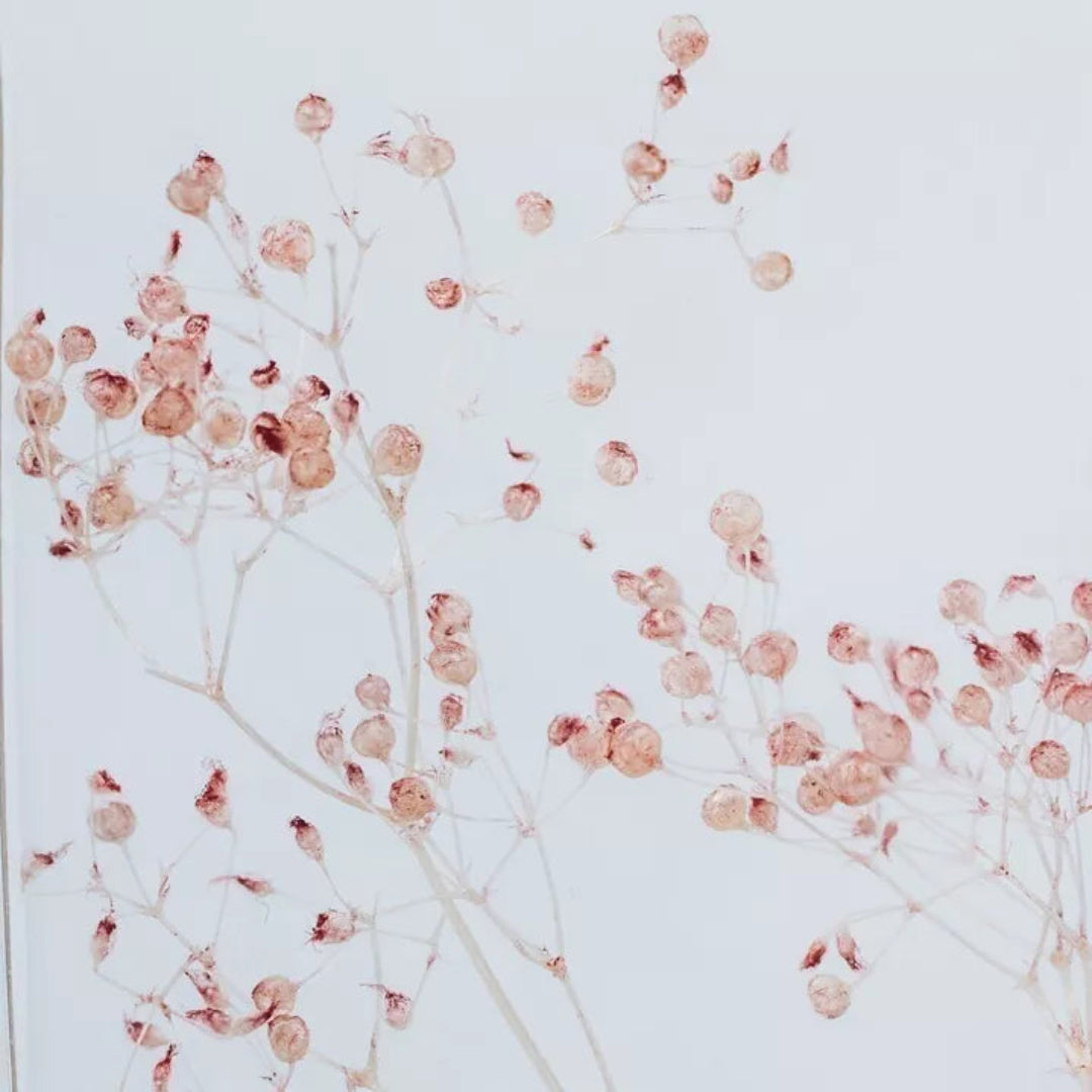 Plante immergée - Gypsophile Rose