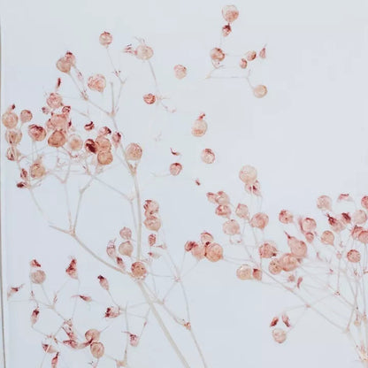 Plante immergée - Gypsophile Rose