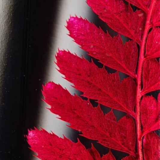 Plante immergée - Rumohra rouge